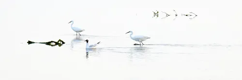 This landscape photograph, taken on a spring evening, captures a tranquil water scene in Christchurch, Dorset, United Kingdom. In the shallow waters, a black-headed gull is visible alongside two great egrets, which are wading gracefully. The animals are seen with reflections in the softly lit environment, characteristic of early evening light in late spring. The birds are prominent subjects in the image, highlighting the diversity of avian life found in Dorset.